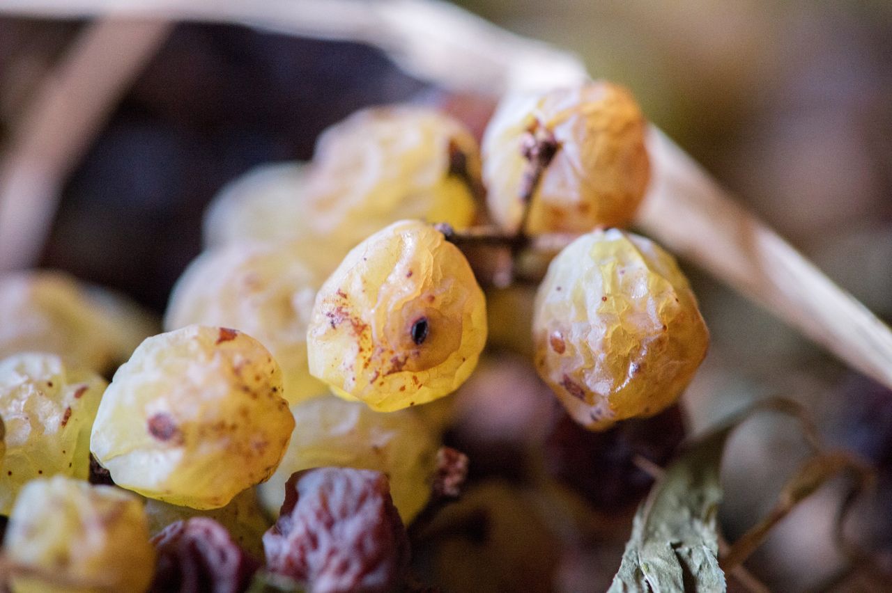 Vignoble Technique Vin de paille VDP-0051